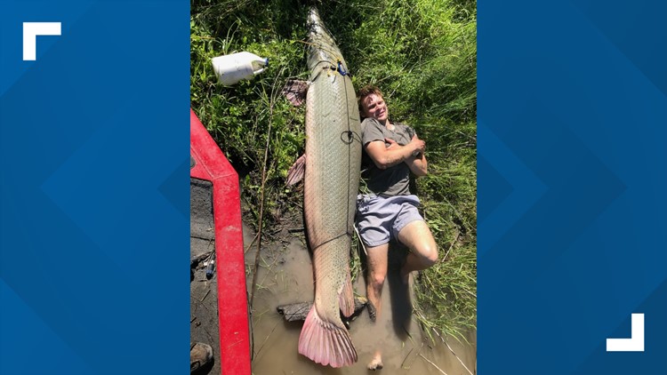 Angler lays next to record alligator gar caught on Texas lake