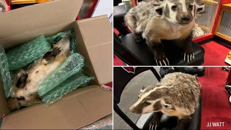 'Beautiful and terrifying': Fan sends J.J. Watt real stuffed badger