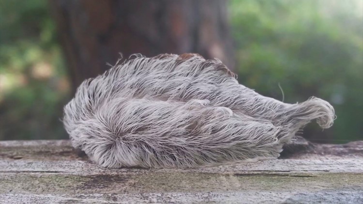 Don't touch these hairy caterpillars! | What to do if you get stung