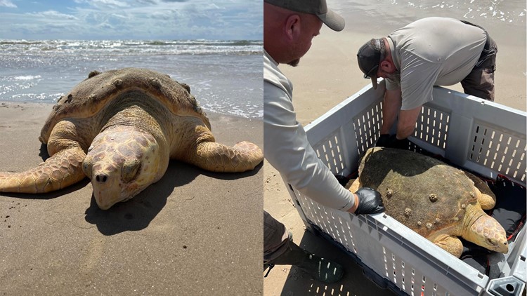 Crews rescue endangered loggerhead sea turtle off Texas coast
