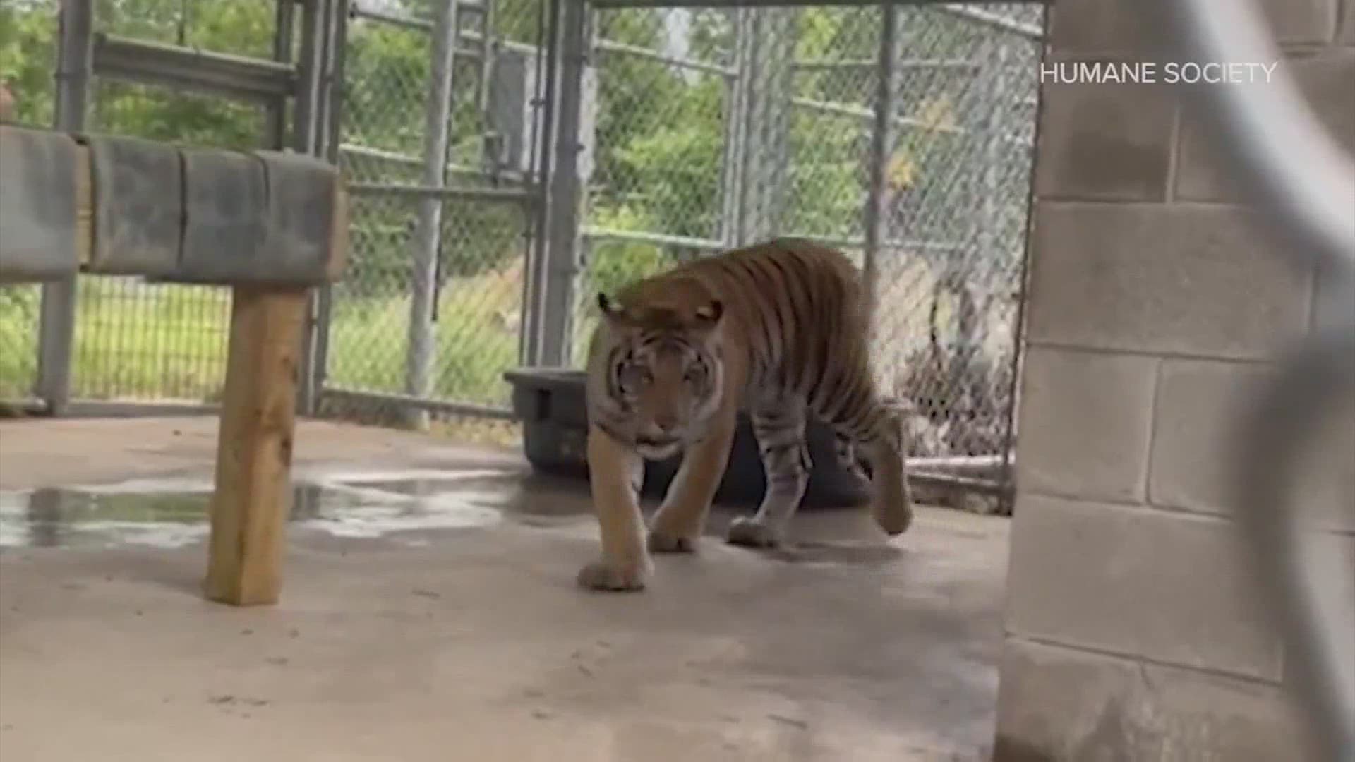 The tiger that made national headlines after being spotted in a west Houston neighborhood is closer to being released into a larger habitat.
