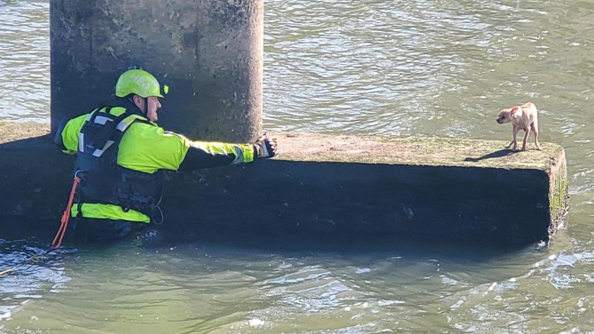 A firefighter jumped into Sims Bayou and swam to the Chihuahua. When he got close, the feisty little dog barked at him and nipped at his fingers. 