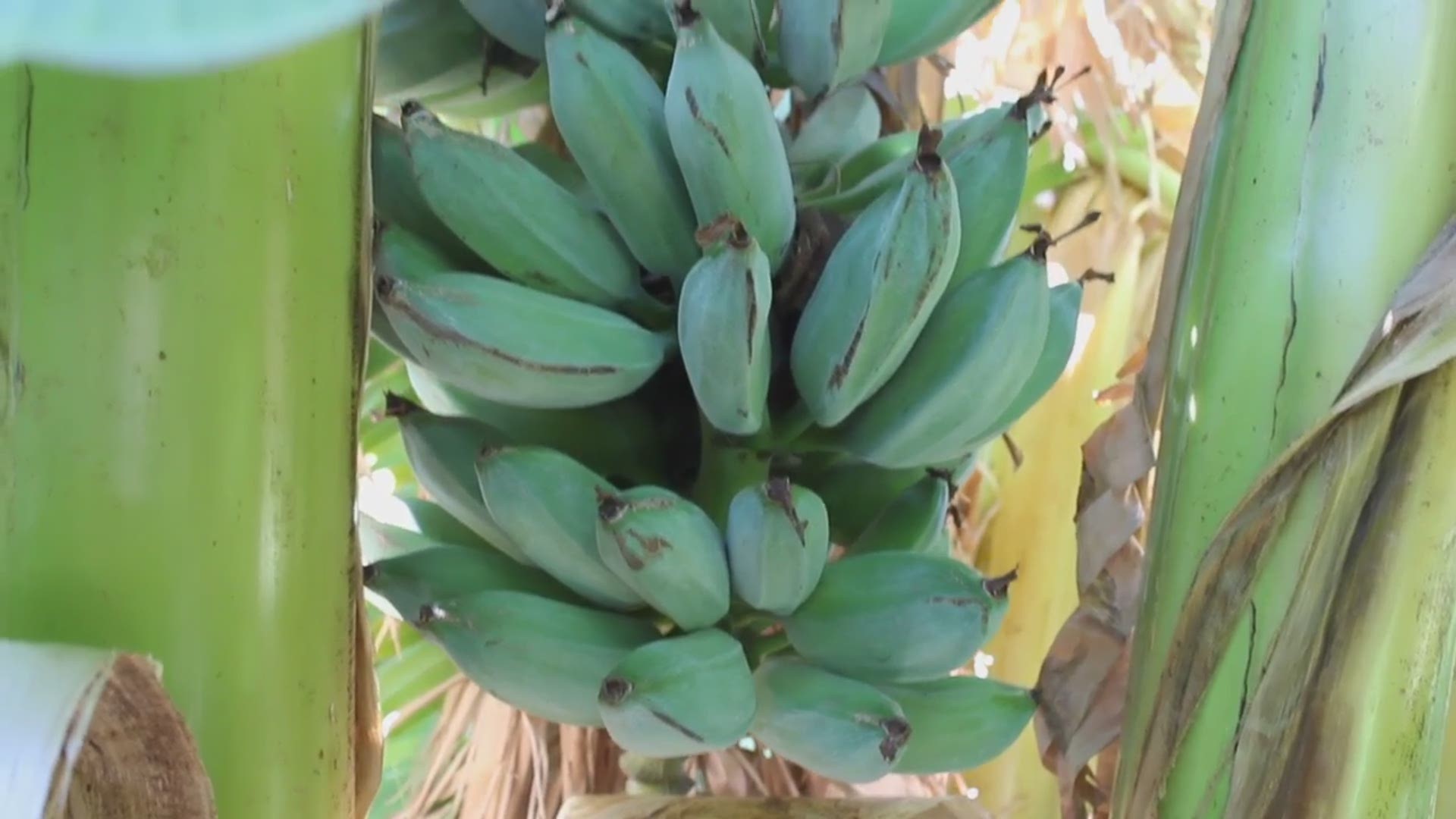 These bananas taste like ice cream and you can grow them