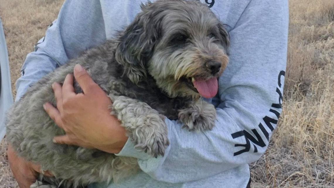 Deputies rescue dog that stayed with dead owner in remote Arizona area ...