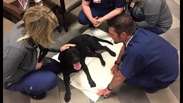 Injured Dog Walks Into Emergency Room For Help Thv11 Com