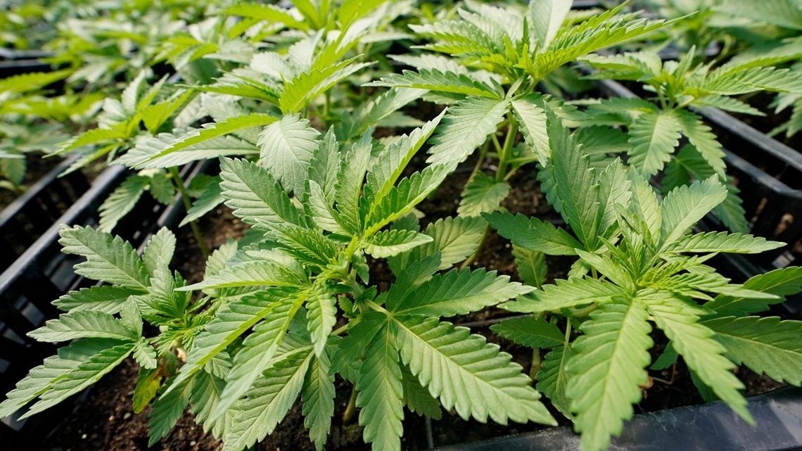 Opposition to recreational marijuana grows, some still favor it - Vimarsana News