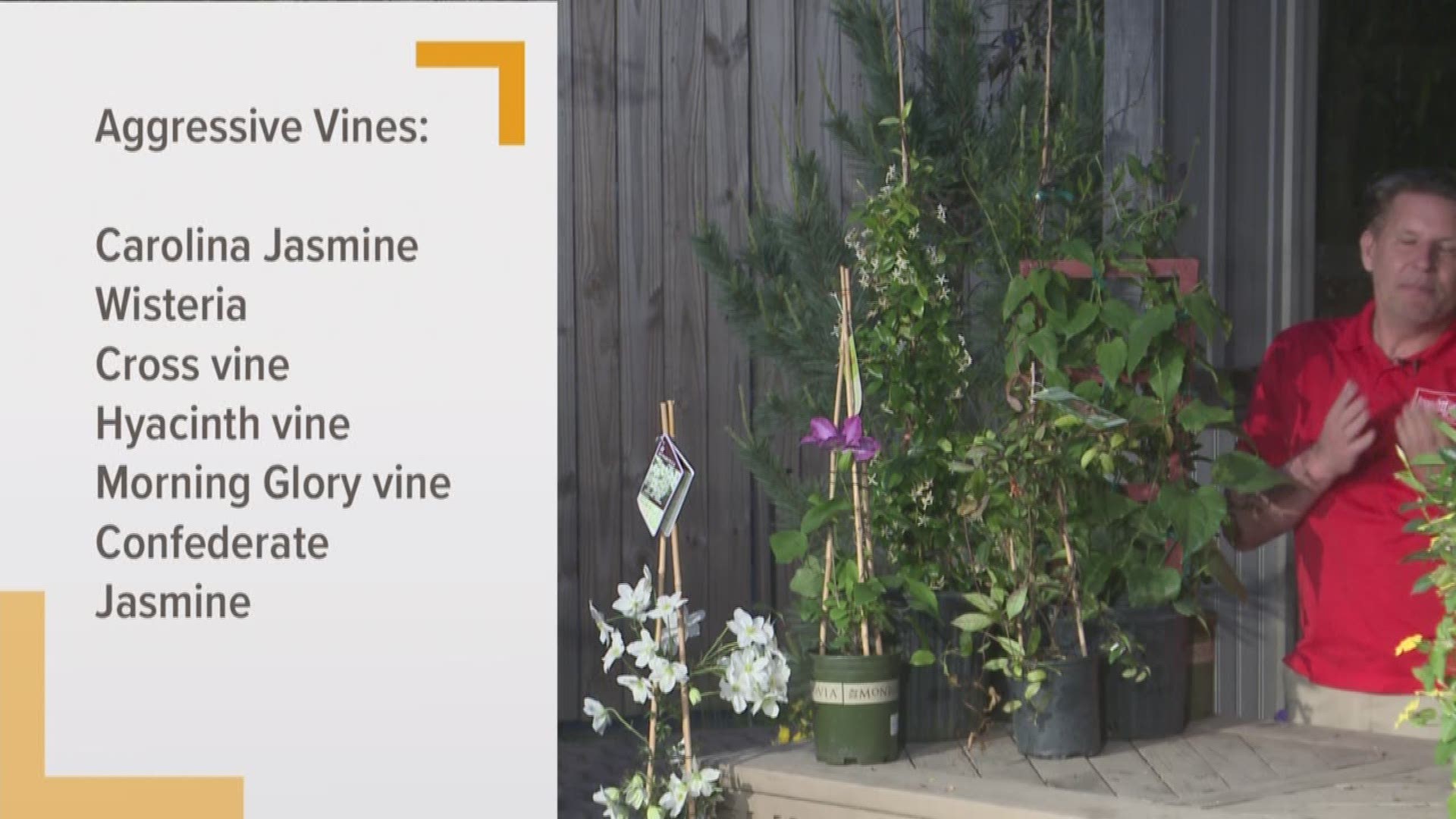 Chris H. Olsen highlights some of his favorite vines.