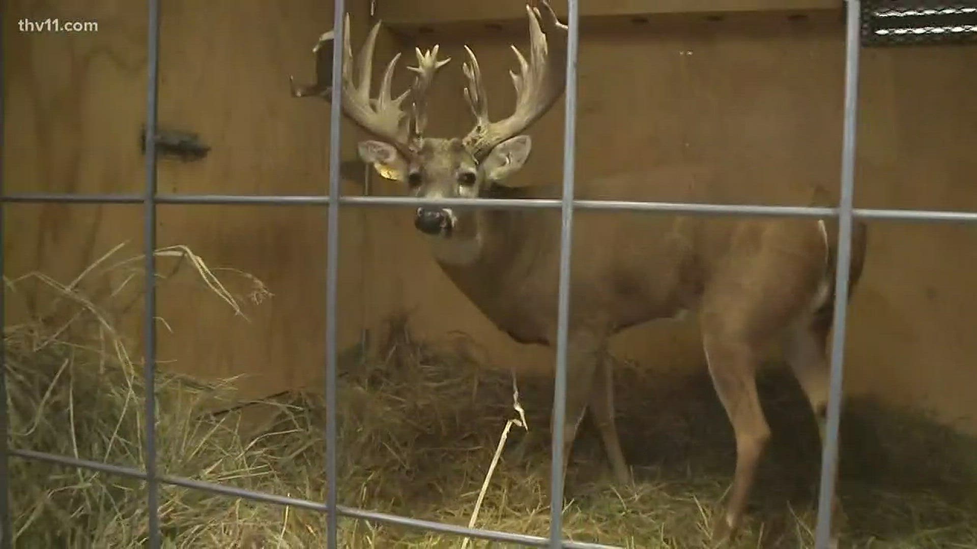 THV11's Raven Richard was live on Friday morning at the Arkansas State Fairgrounds previewing the Big Buck Classic