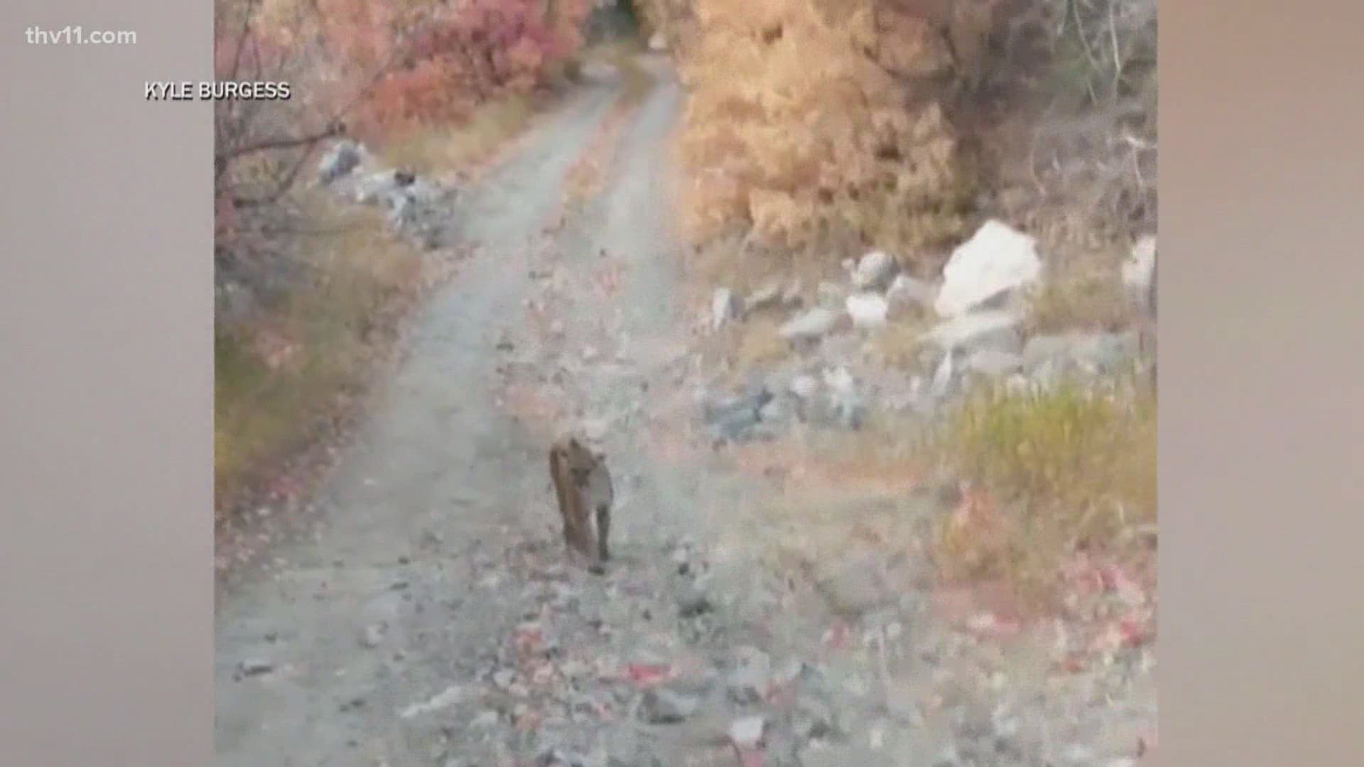 A Utah man’s mountain hike quickly turned into a fight to survive after he came across a cougar.