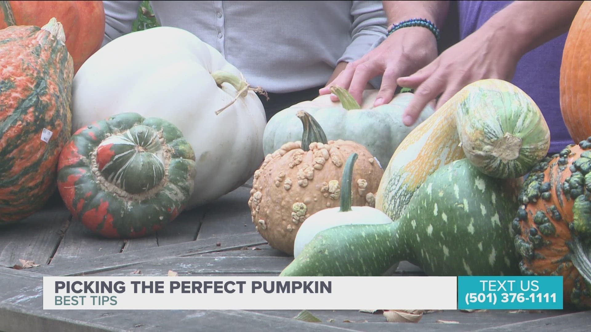 Gardening guru, Chris H. Olsen share his top tips on picking out the perfect pumpkin