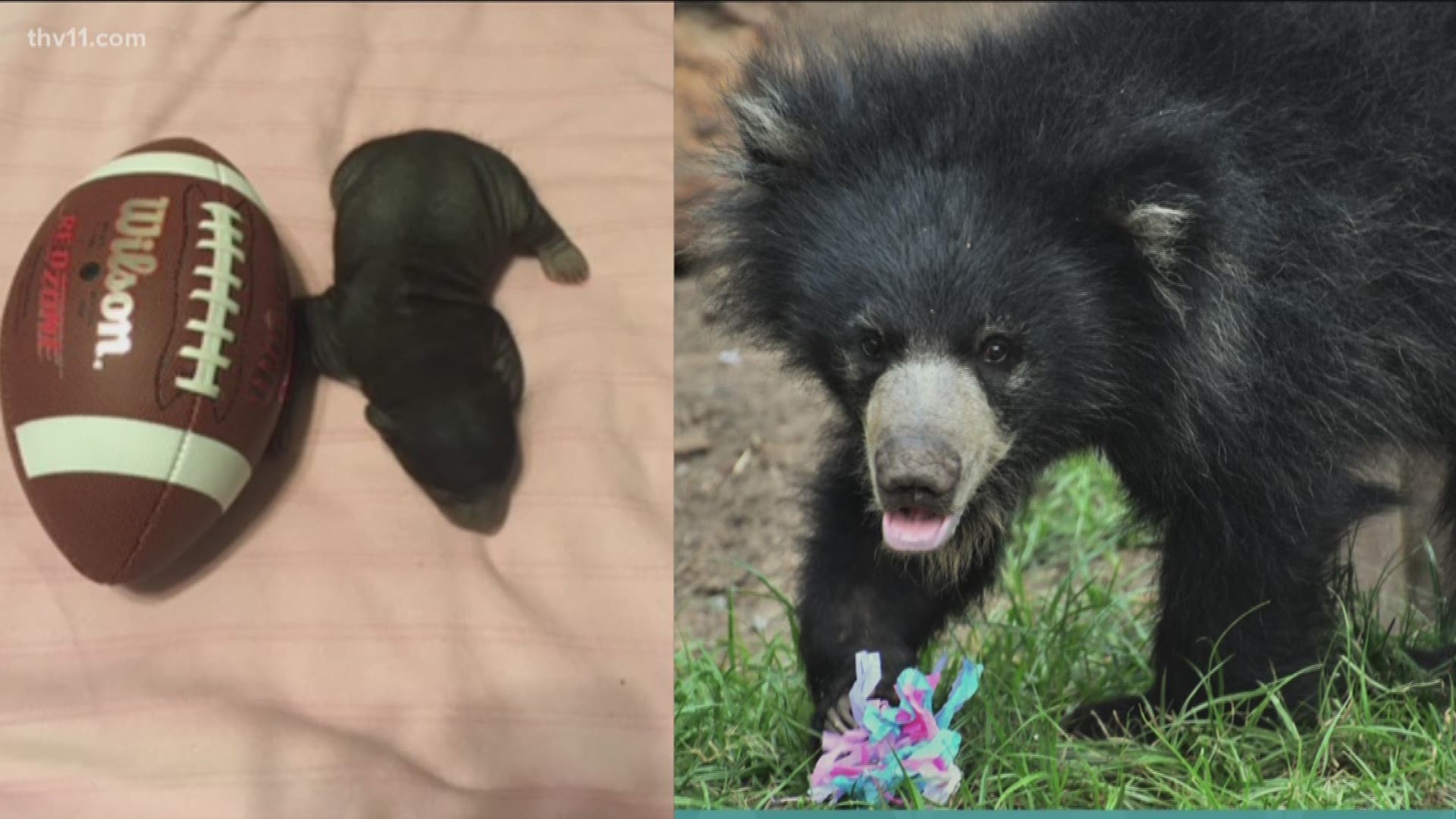 Last year, you helped name her. Now, sloth bear Zaara is turning one and the Little Rock Zoo hopes you'll come out to celebrate with her.