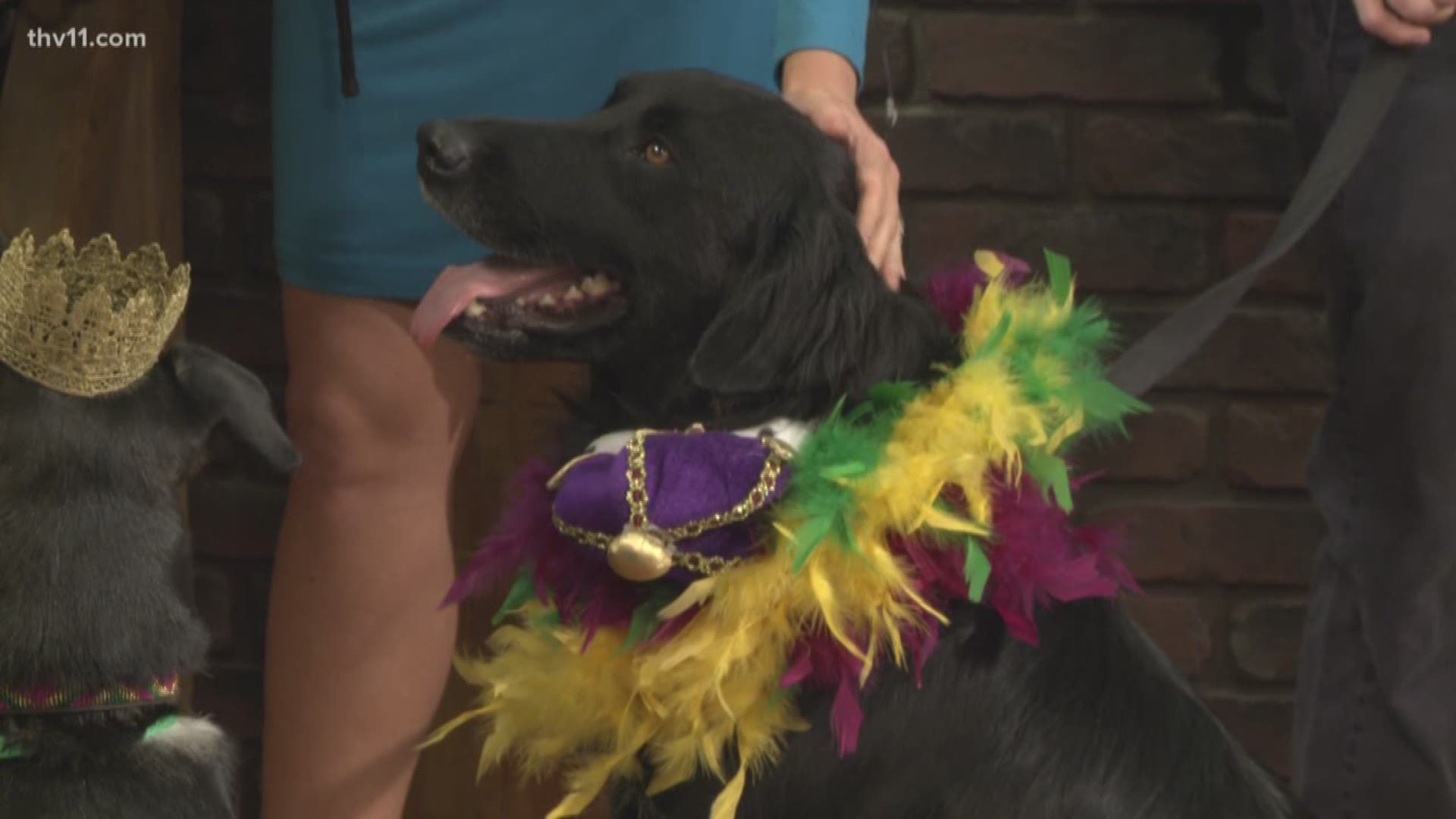 Dogs, beads, costumes and a parade... what more could you want? Little Rock's annual Barkus on Main event happens this Sunday
