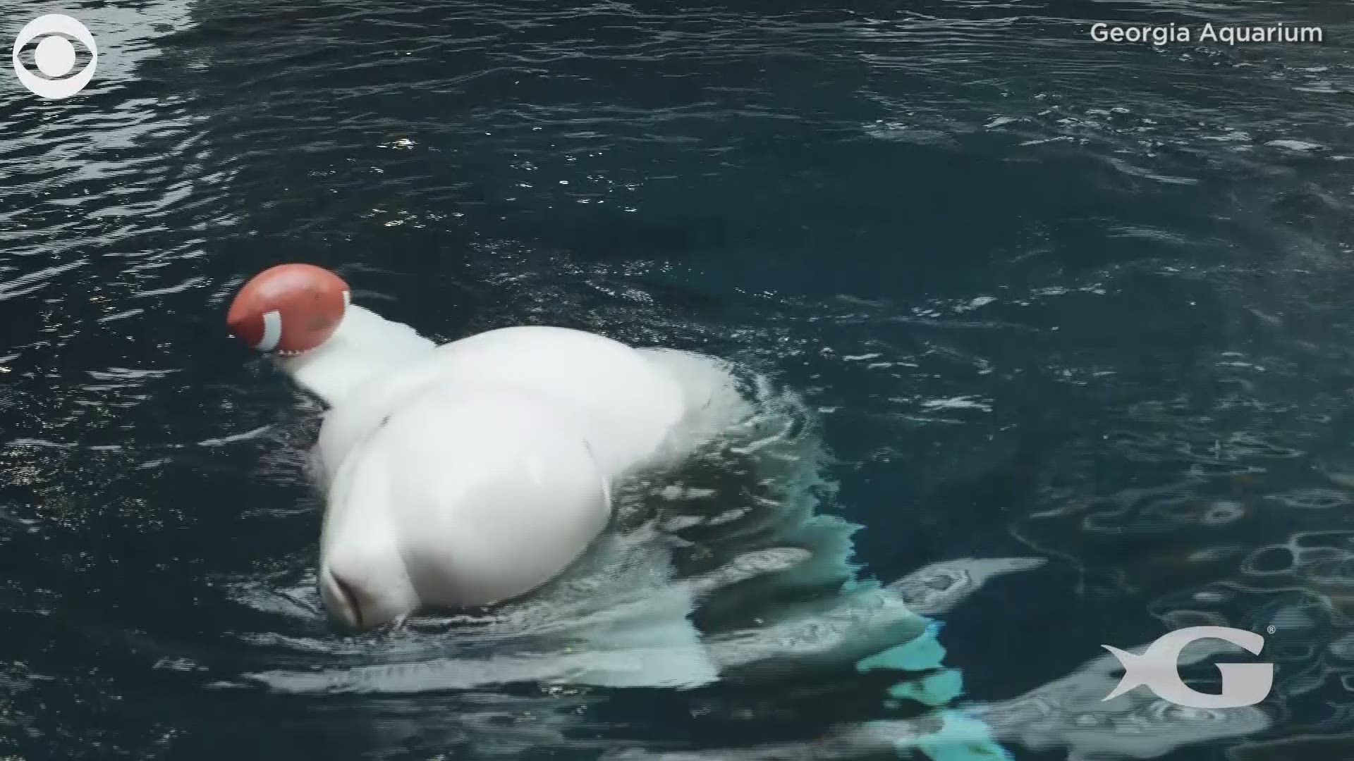 GET IN THE SPIRIT: Georgia Aquarium animals are getting ready for the Super Bowl!  Watch these adorable players show us some of their plays.