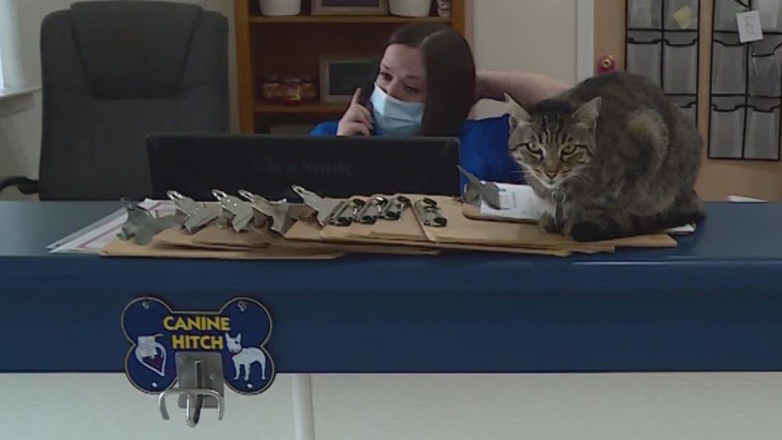 Veterinarian clinics struggle with staffing - Vimarsana News