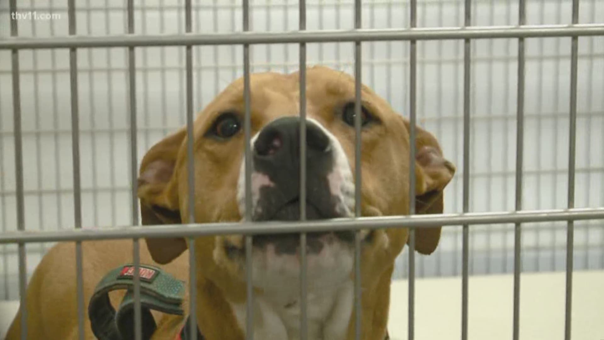 Maumelle Animal Services sees influx of dogs, asks for adoptions
