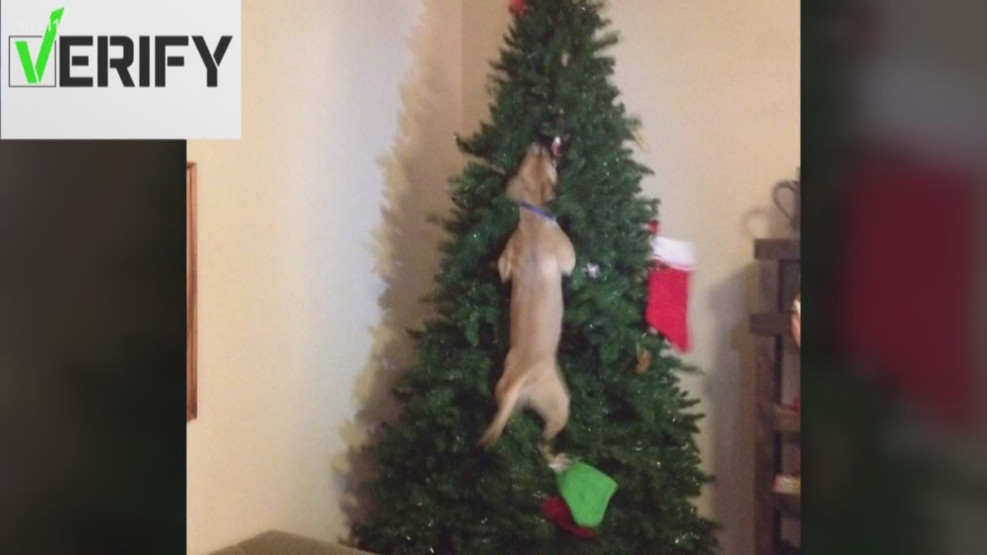 Decorating for Christmas can bring lots of joy... unless you have an overly curious pet.