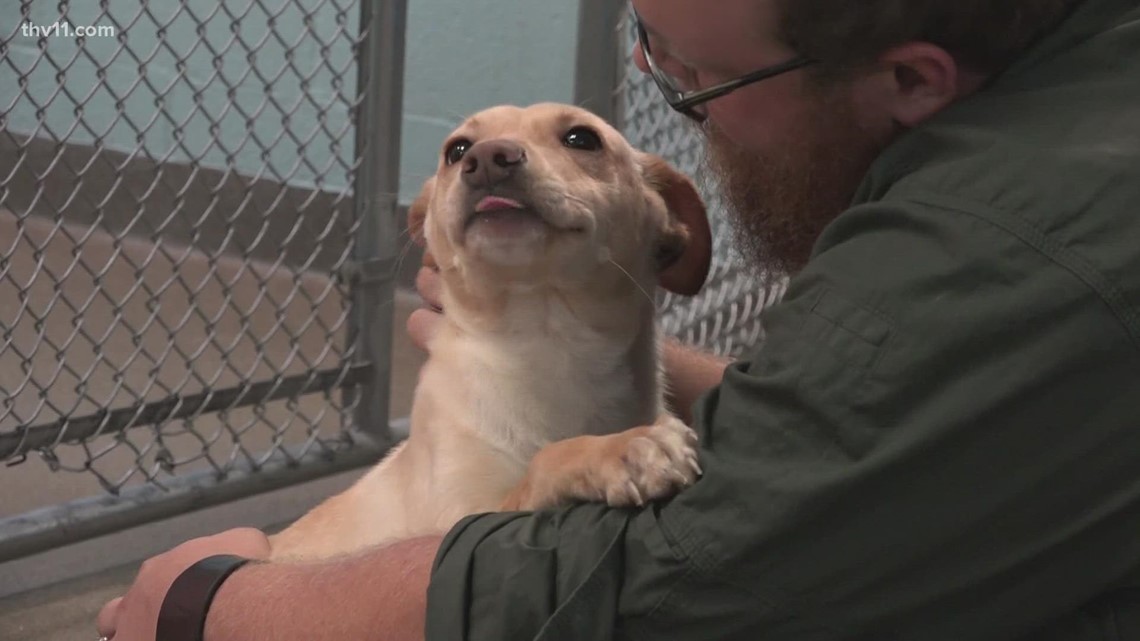 Arkansas animal shelters at full capacity