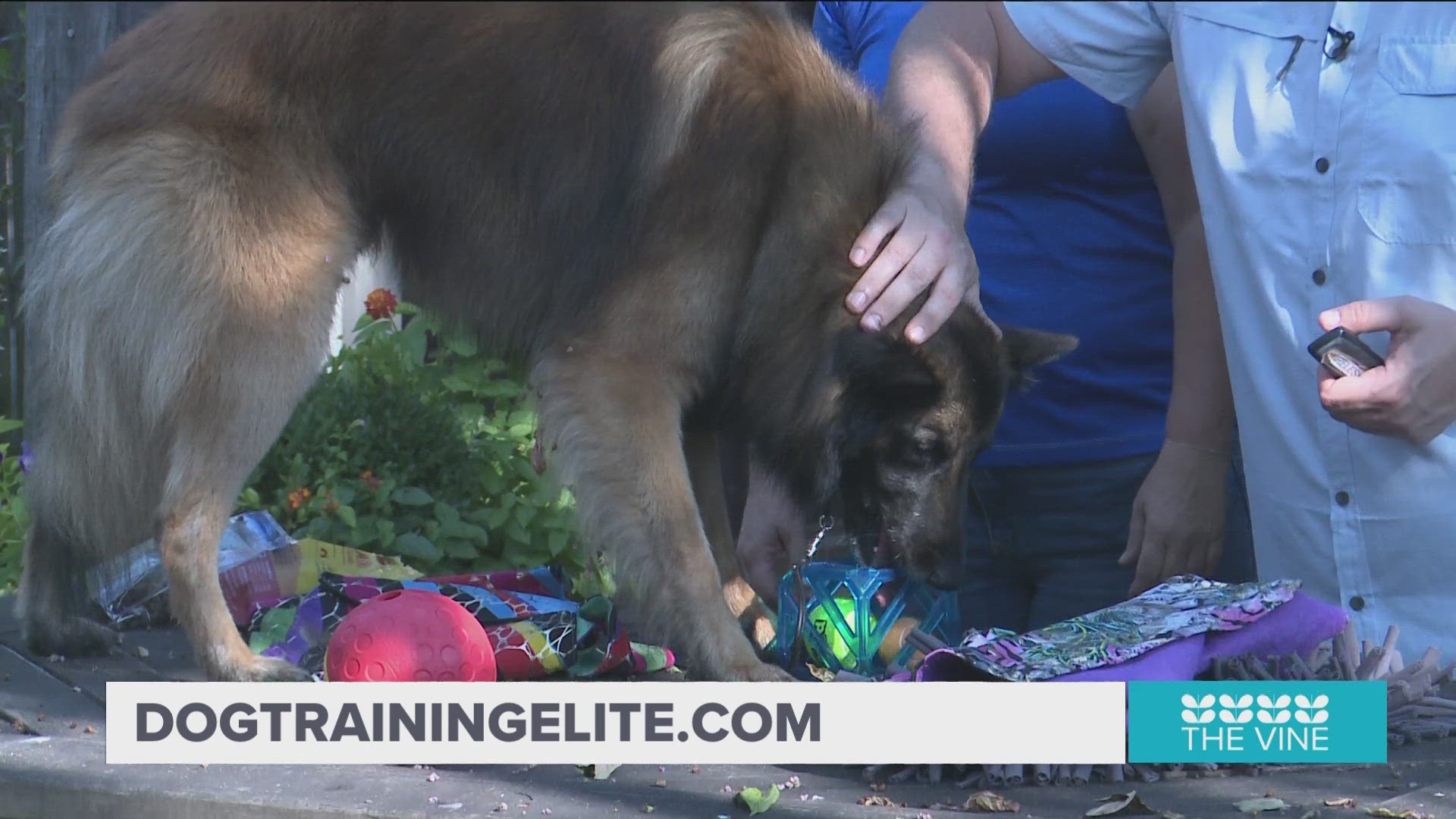 Dog Training Elite-Little Rock Offers Pet Cooling Tips | Thv11.Com