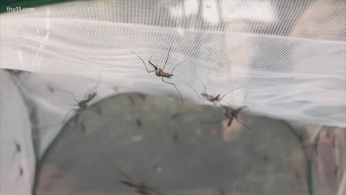 Arkansas mosquitos may have unfortunately braved winter storm, expert says - Vimarsana News