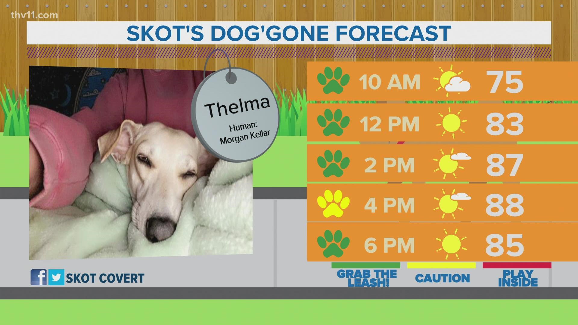 Thelma | Skot's dog'gone forecast