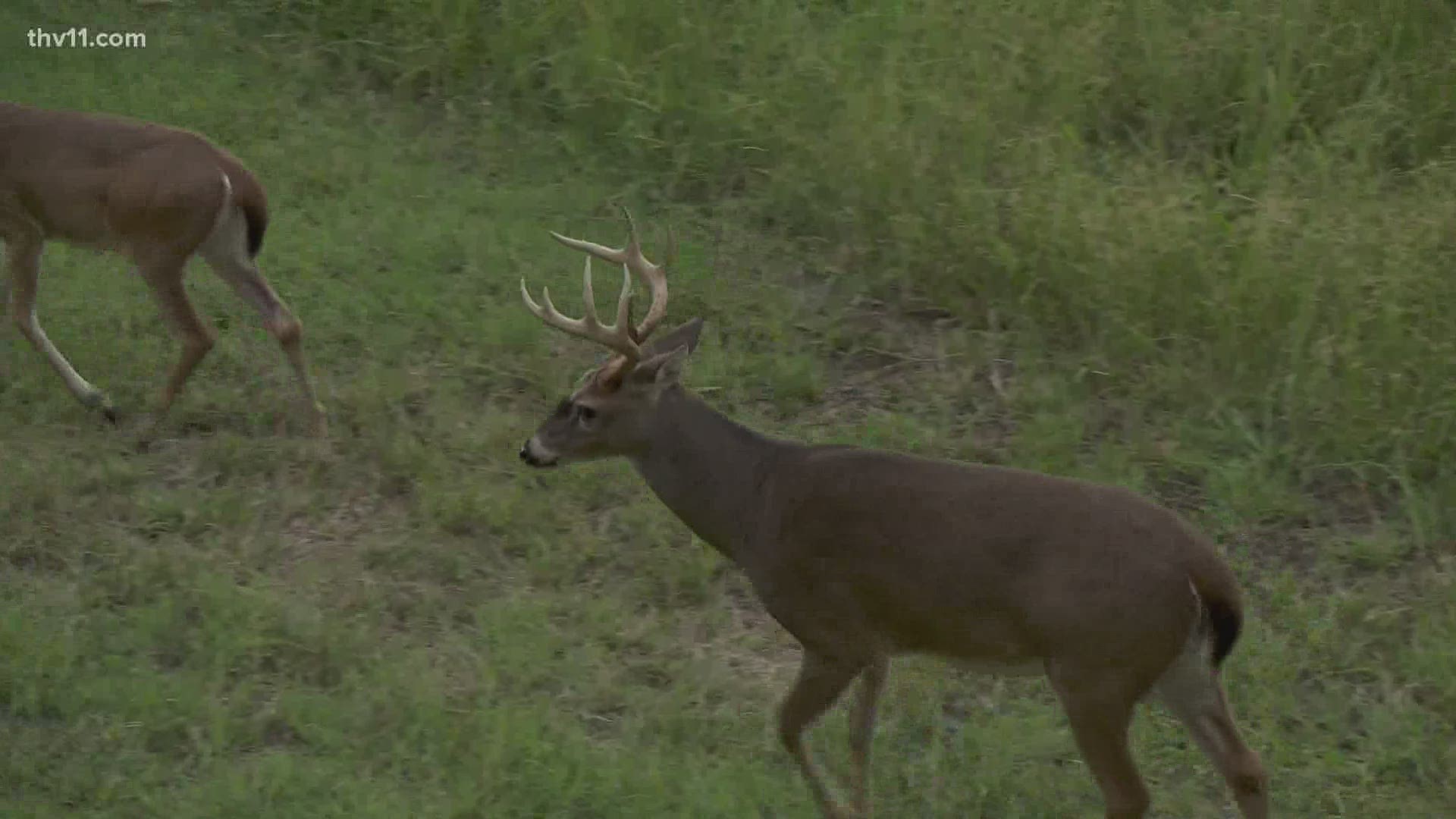 There are an estimated one million deer in Arkansas. And hunters are in the woods right now, taking their shot.