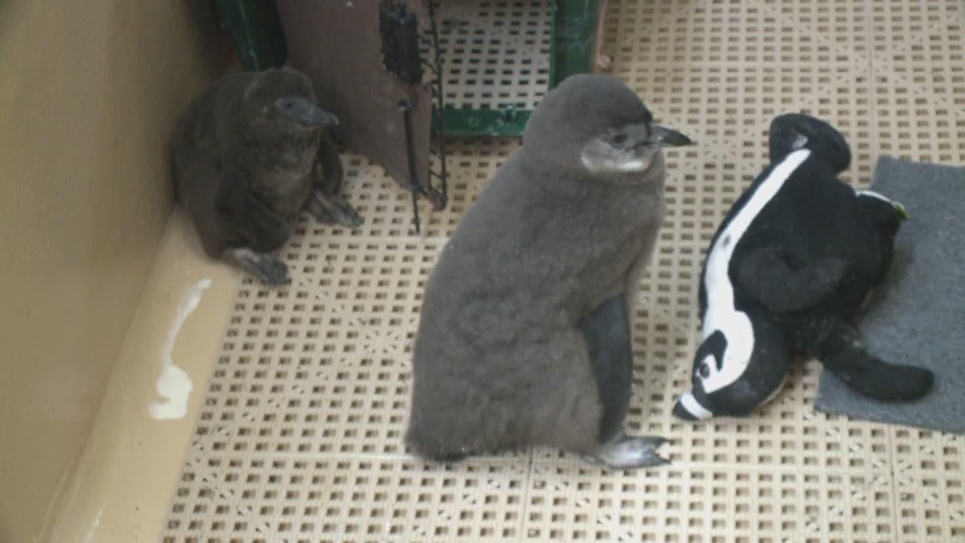 Little Rock Zoo welcomes baby penguins