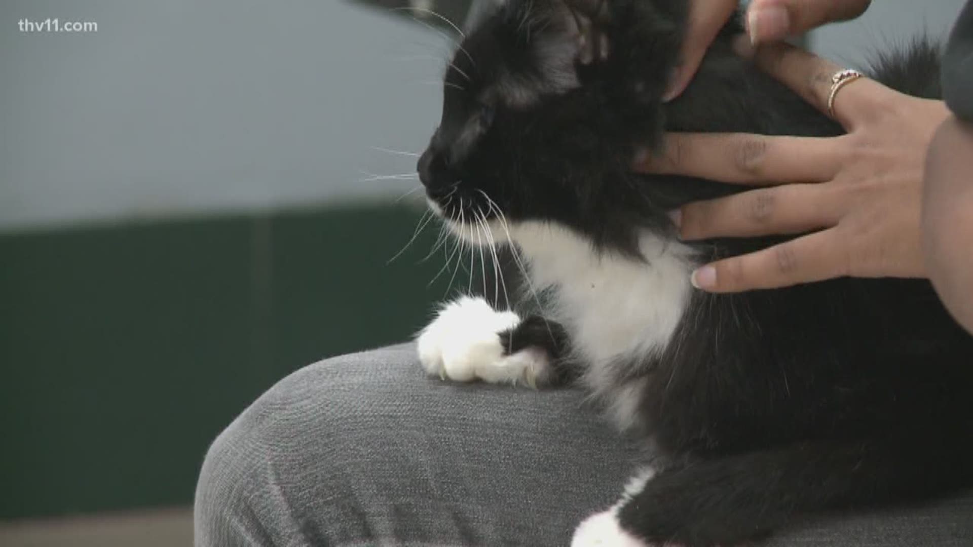 The Humane Society of Pulaski County opened its doors to people who could be a short-term solution for pets in need.
