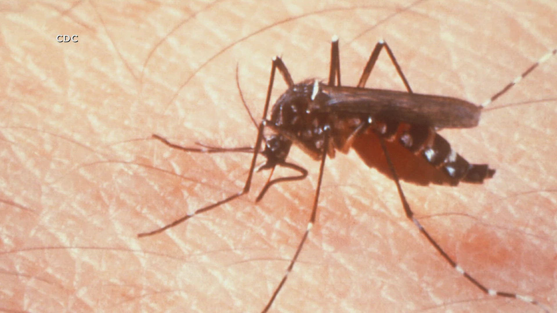 Two cases of West Nile virus reported in Arkansas | thv11.com