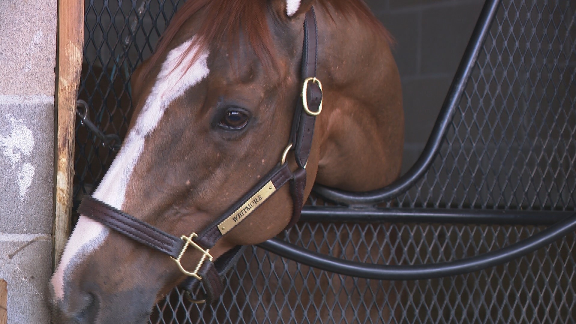 After running a disappointing 19th in the 2016 Kentucky Derby, Whitmore has become a champion sprinter, and became the oldest horse to win the Breeders Cup Sprint