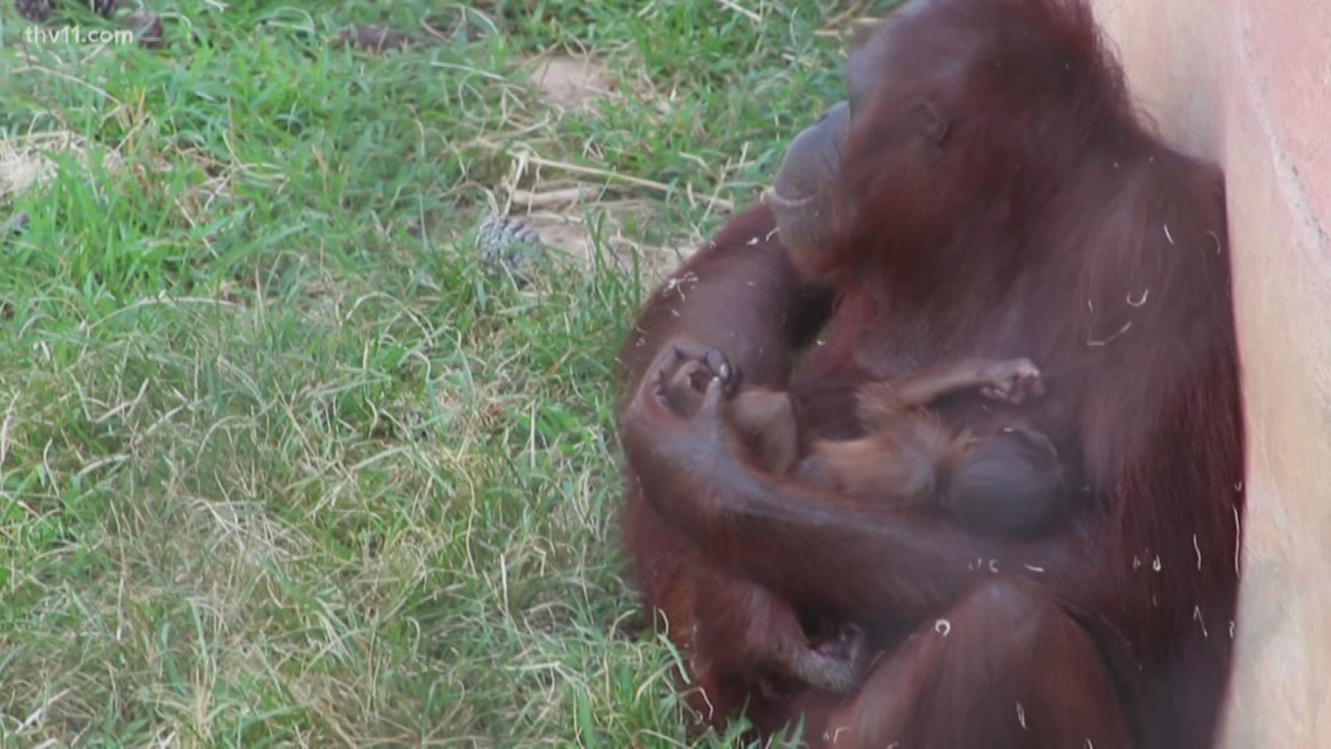 Check this out! A new baby at the Little Rock Zoo!