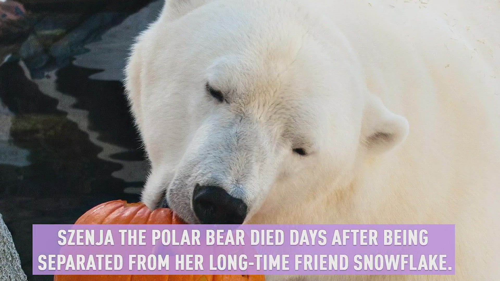 Szenja the polar bear dies