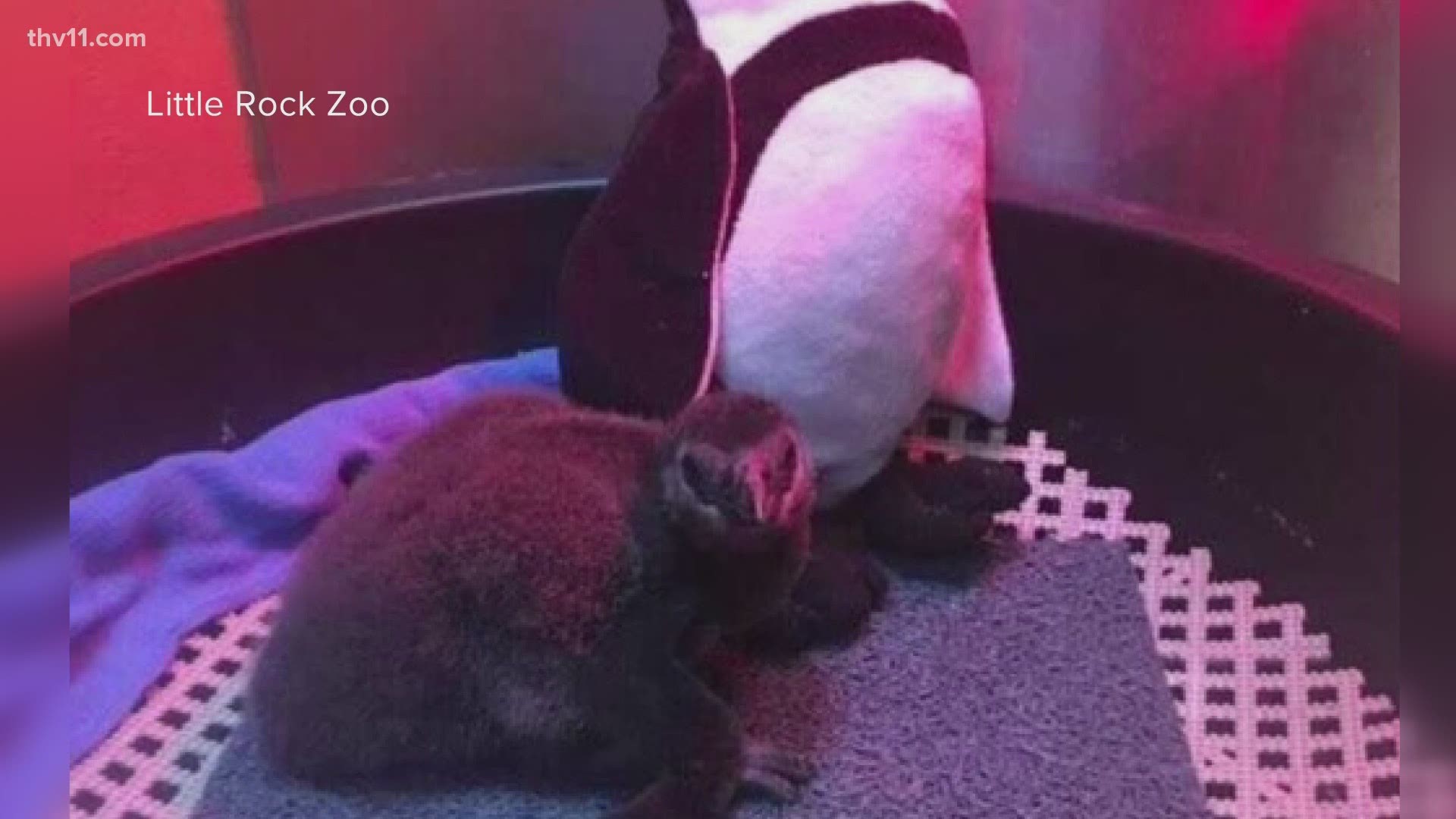 There's new life at the Little Rock Zoo. You're looking at a baby African penguin born just last month.