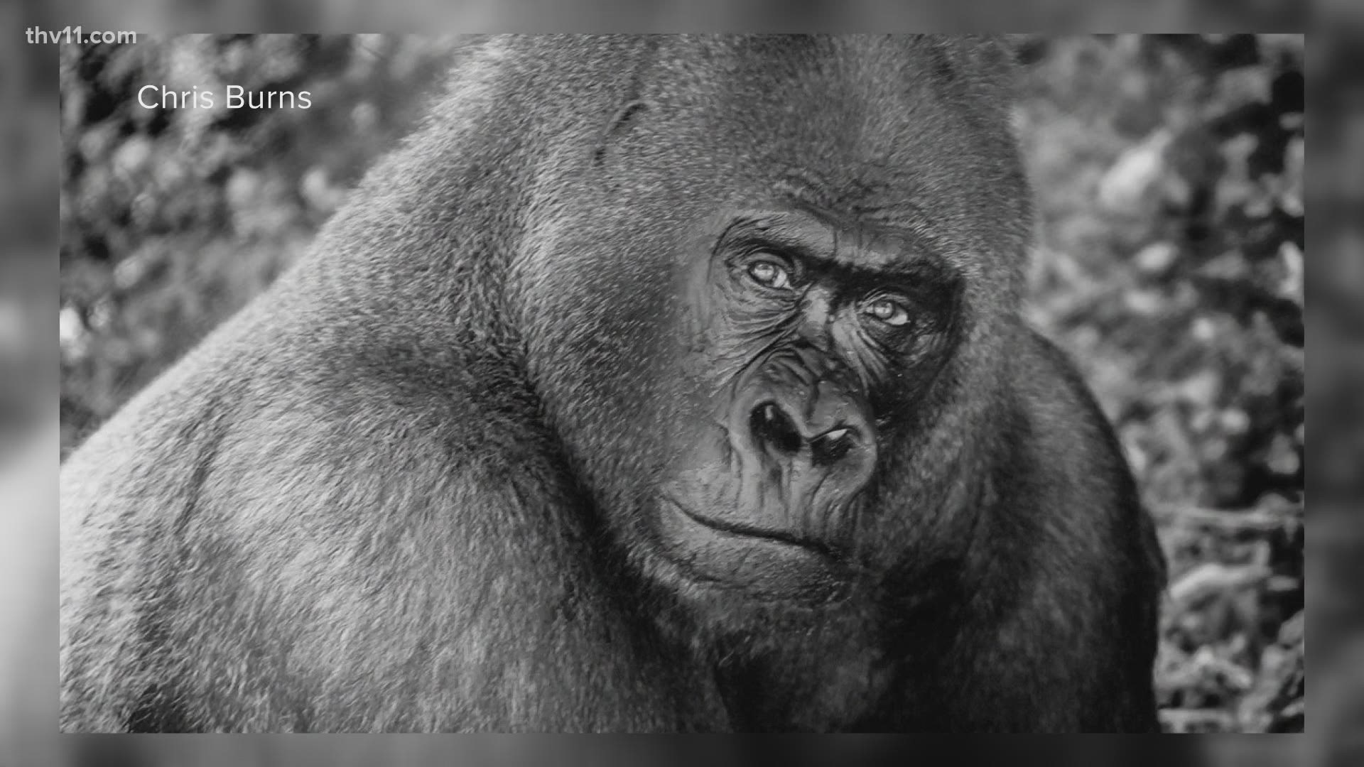 Little Rock Zoo's beloved primate Brutus has died after failing to recover from anesthesia following a medical exam.