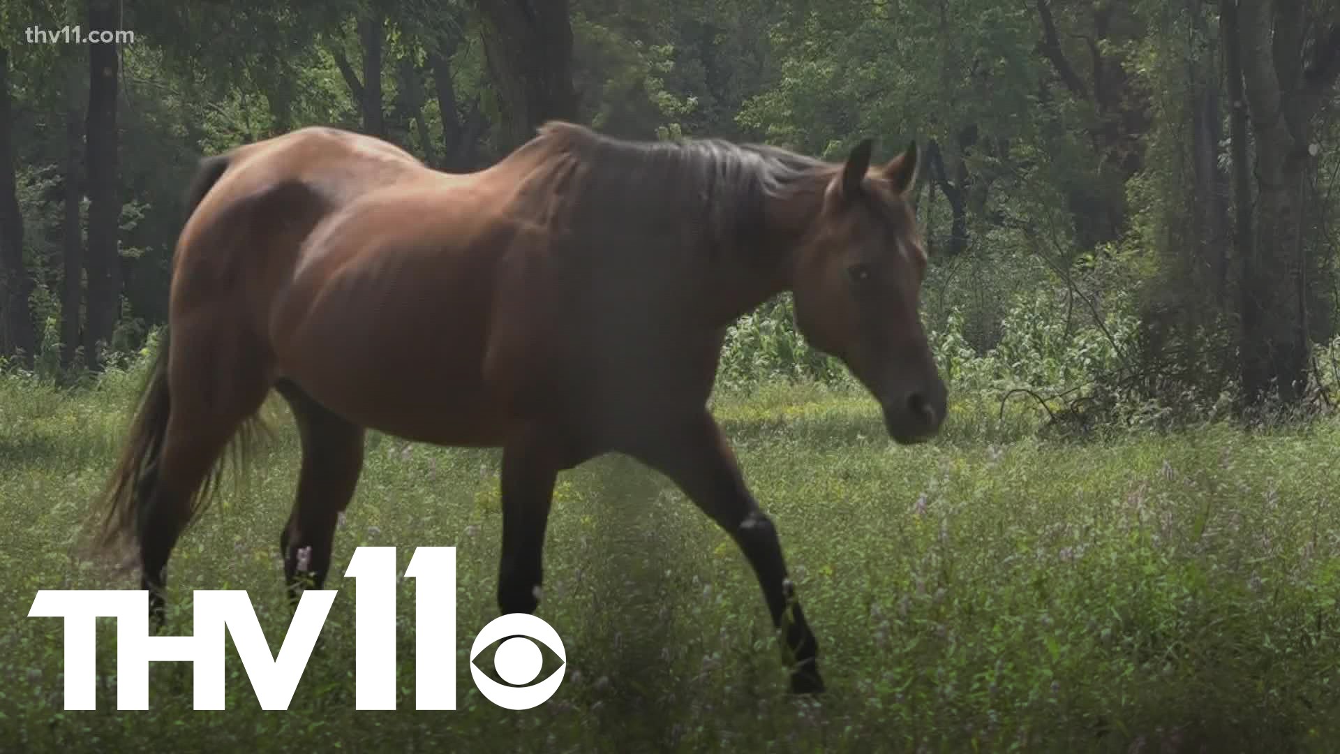 Arkansas horse owner warns of disease after 3 of her horses die
