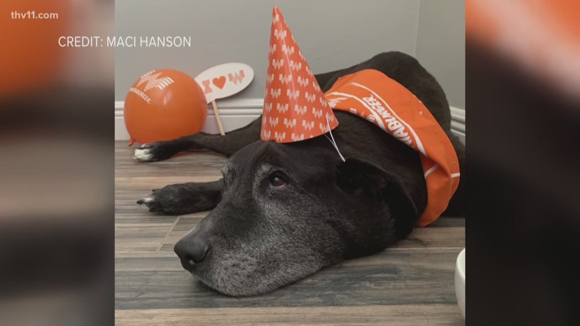 Whataburger threw a party for a sick dog in his final days. A tweet went viral after an Arkansas family from Little Rock asked Whataburger to throw a Whata-themed party for their sick dog.
