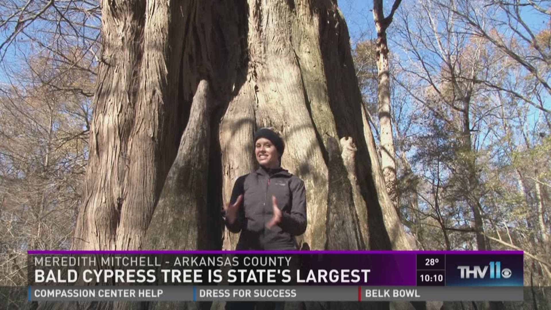 Bald cypress is state's largest tree