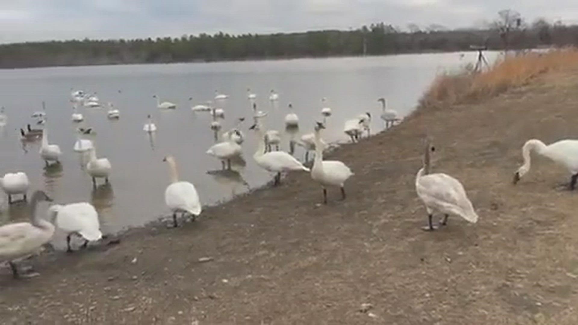 Cell phone video taken on Hiram Road in Cleburne County.  The swans will be here a couple of more weeks
Credit: Kenny Nations