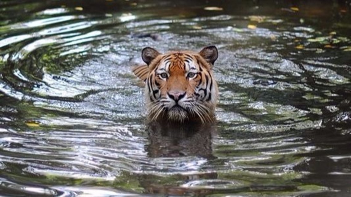 BR Zoo tiger cubs are 3-weeks old, starting to walk