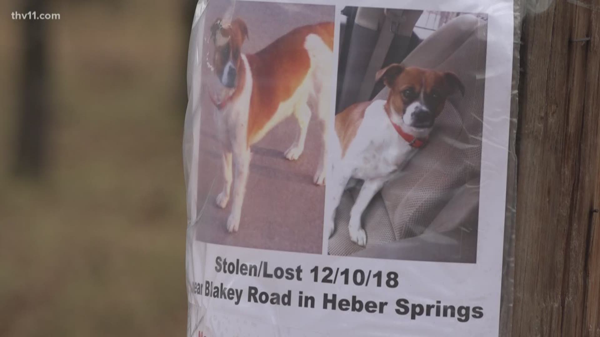 In just a few weeks, at least six dogs have not returned home to their homes in the Heber Springs area of Cleburne County.