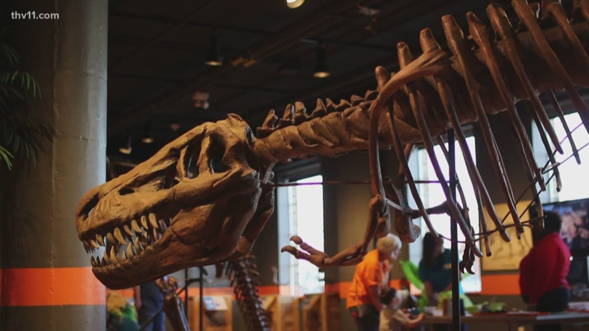 At the Museum of Discovery, there's a dinosaur exhibit complete with a dig site that allows visitors to pretend to make a prehistoric find.