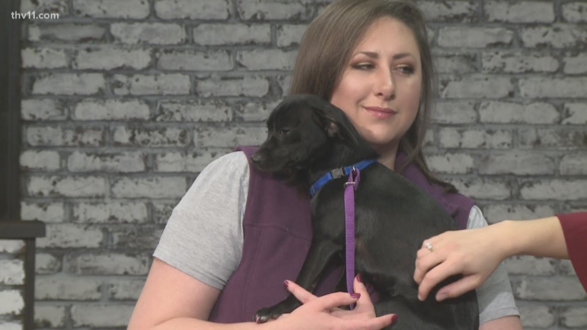 Thin Mint is such a calm, sweet girl. She's a 9-month-old puppy named by a Girl Scout troop!