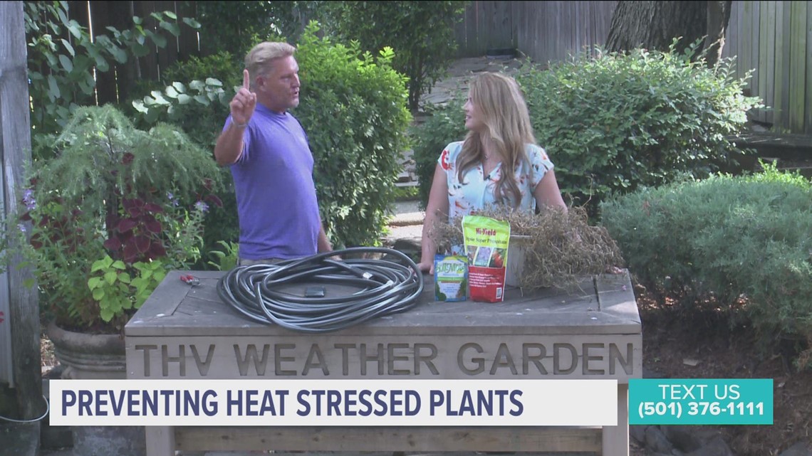 Tricks and tips from Chris H. Olsen to keep your plants alive in this sweltering heat