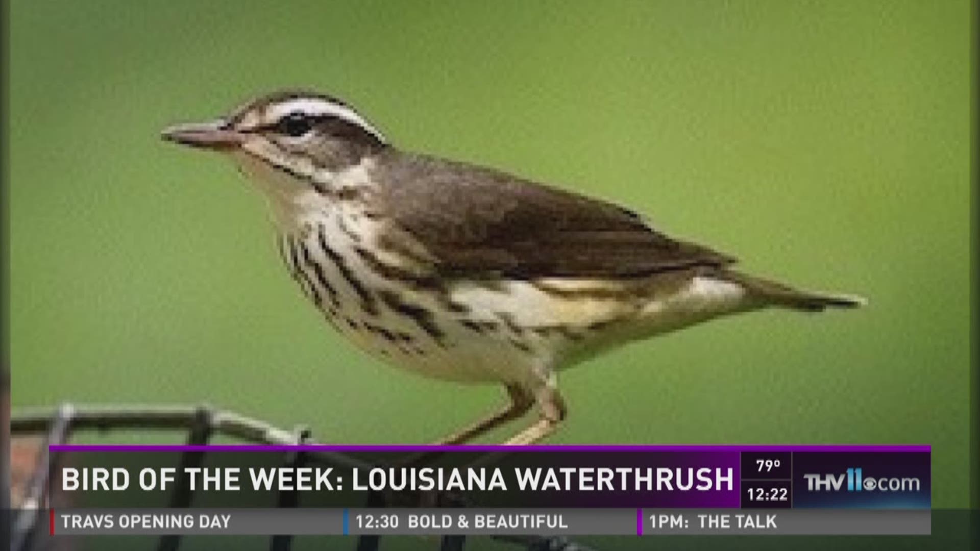 A bird of forest streams, the Louisiana Waterthrush looks more like a thrush or sparrow than the warbler it is. - THV11.com 04/07/16