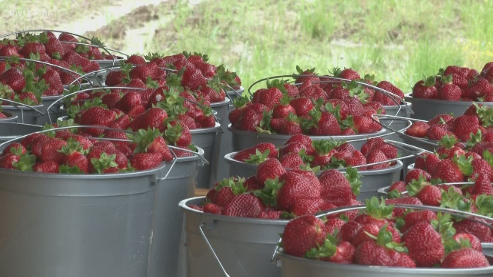 Arkansas is home to some of the tastiest strawberries, but sometimes rain can be a problem for a strawberry farm.