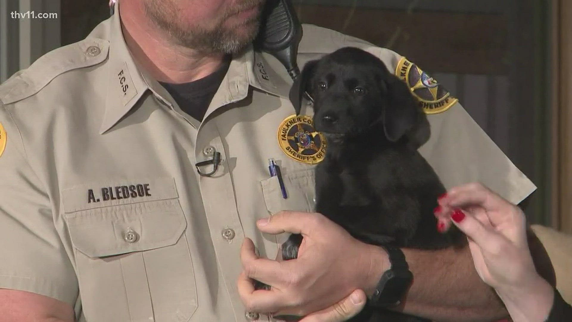 Leslie Taylor from Friends of the Animal Village joined THV11 This Morning with Ines, a 10-12-week-old lab/terrier mix.