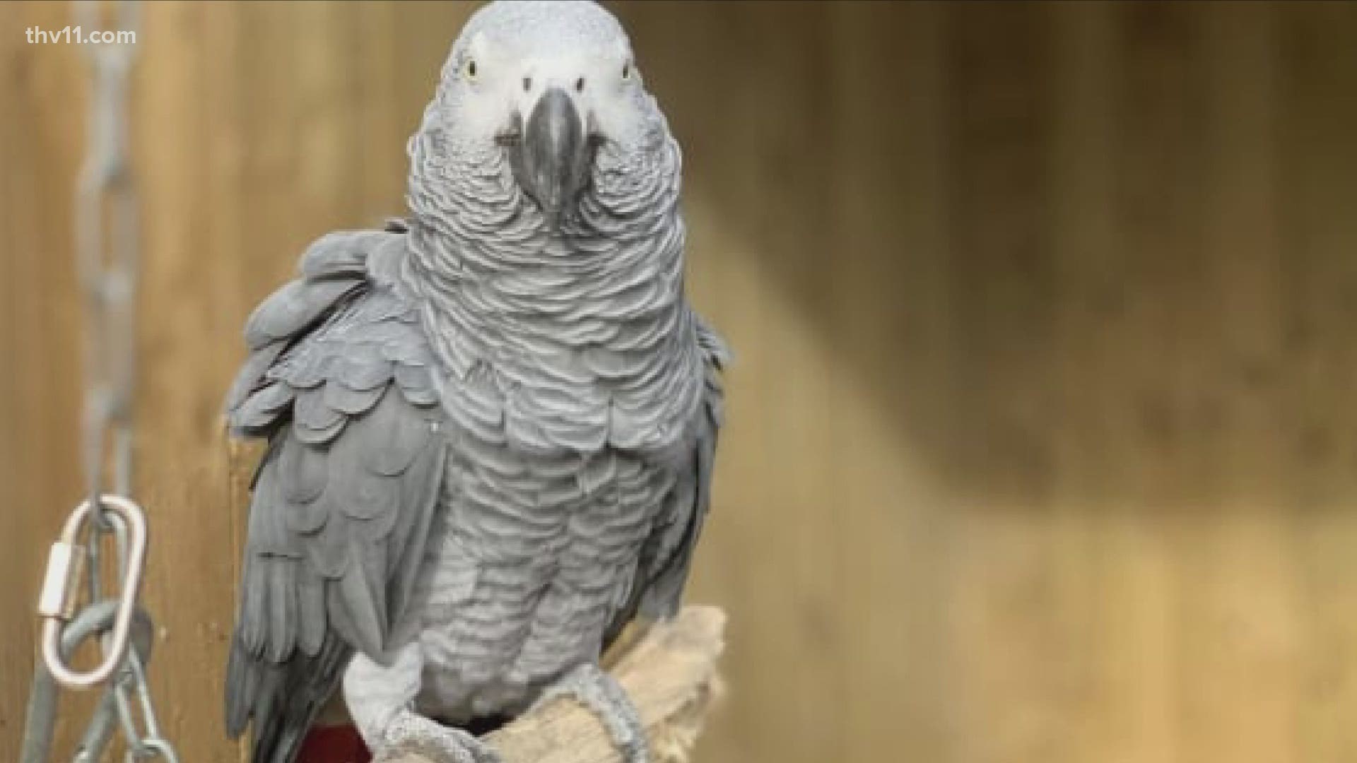 Five parrots at a British wildlife park have been moved away from guest’s ears after they started swearing too much.