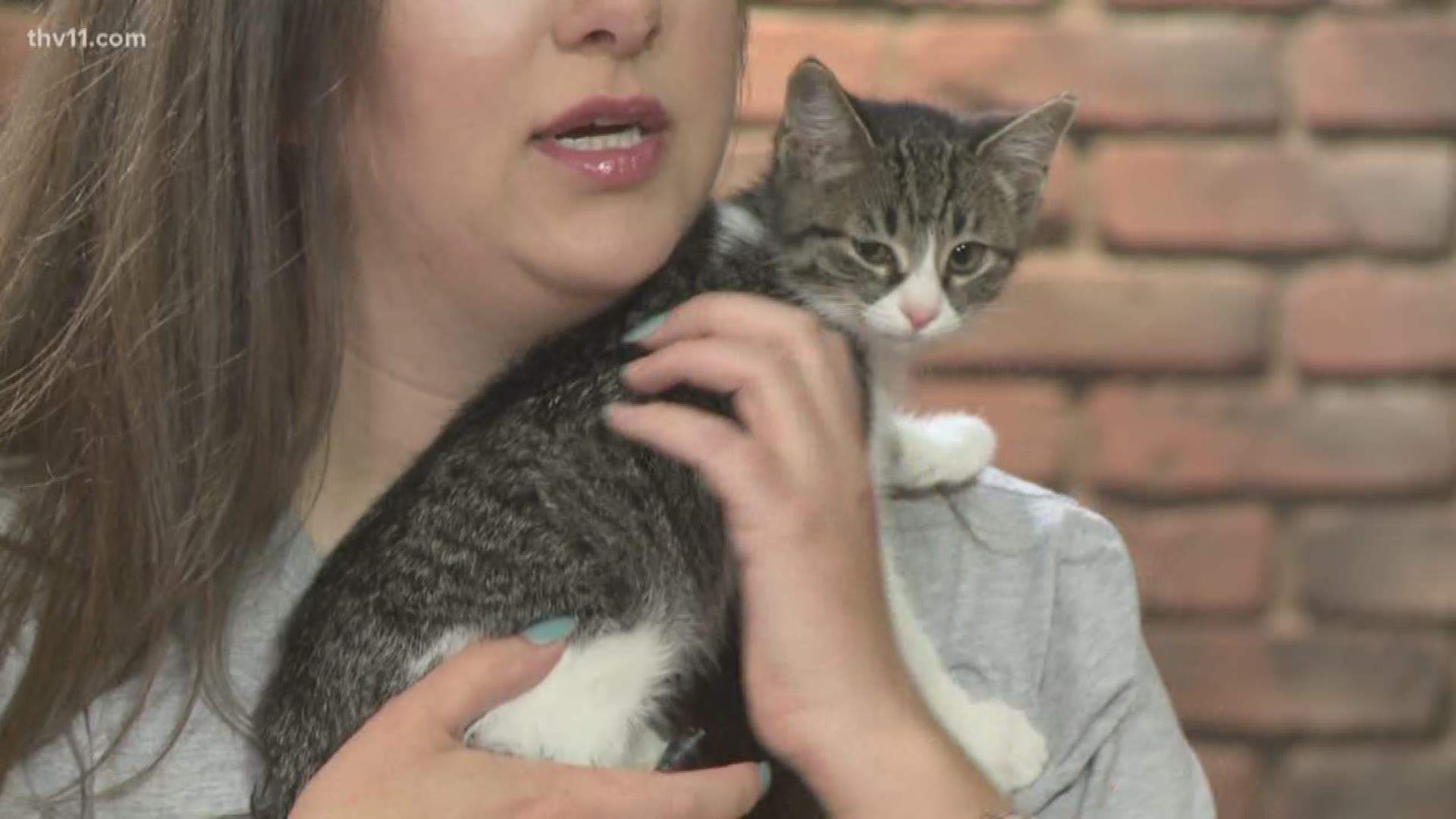 On Friday, Betsy Robb from Friends of the Animal Village joined THV11 This Morning with Roz, a 12-week-old tabby kitten.