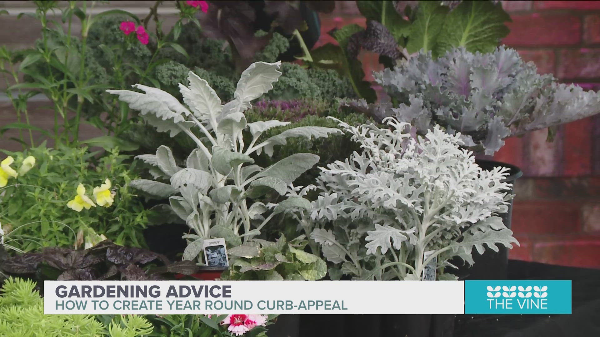 Gardening expert, Chris H. Olsen shows us some of his favorite plants to add to gardens and yards this time of year.