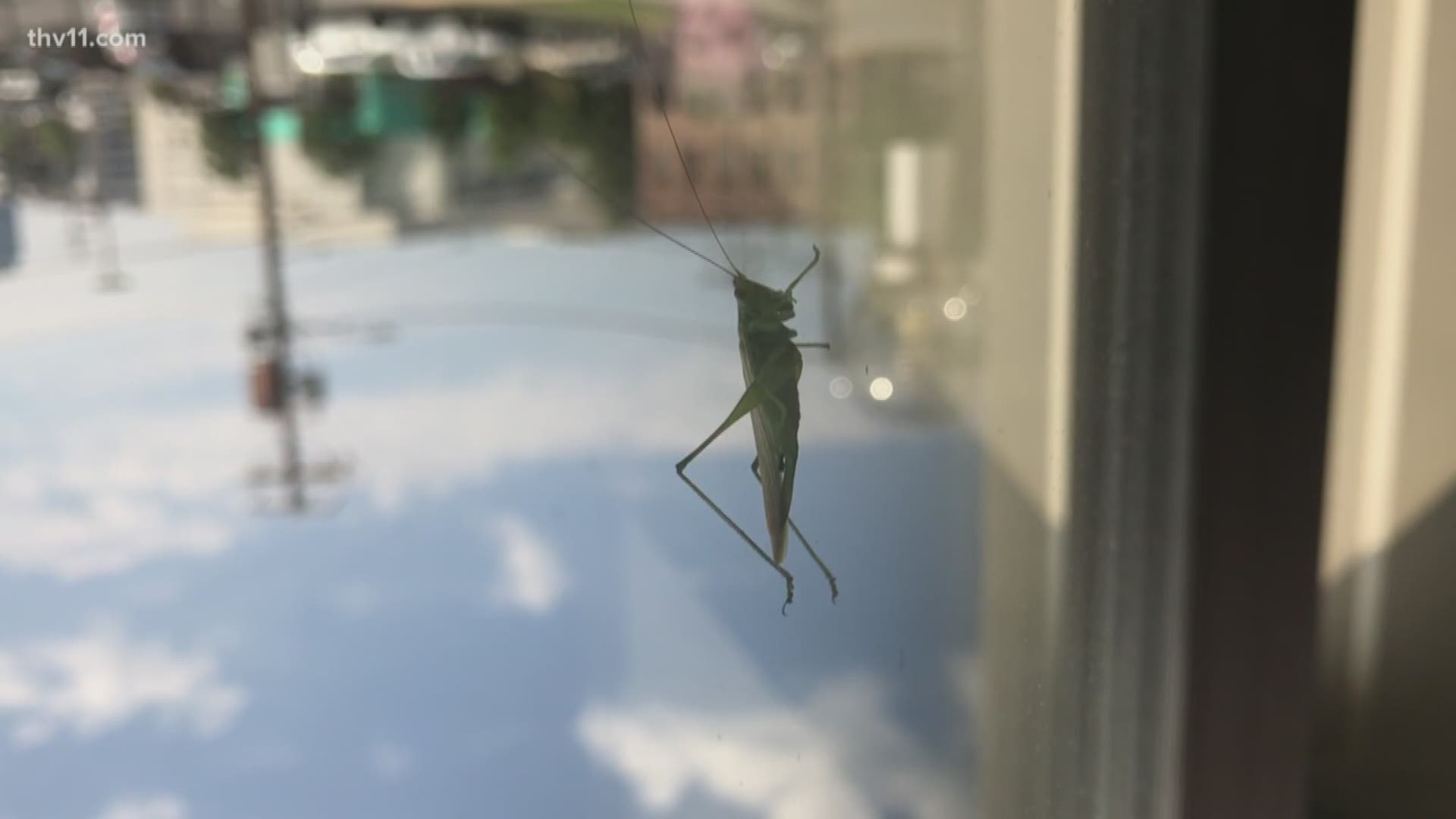 Little green grasshoppers seem to be invading Arkansas. They're easy to spot outside, but *why are they here?