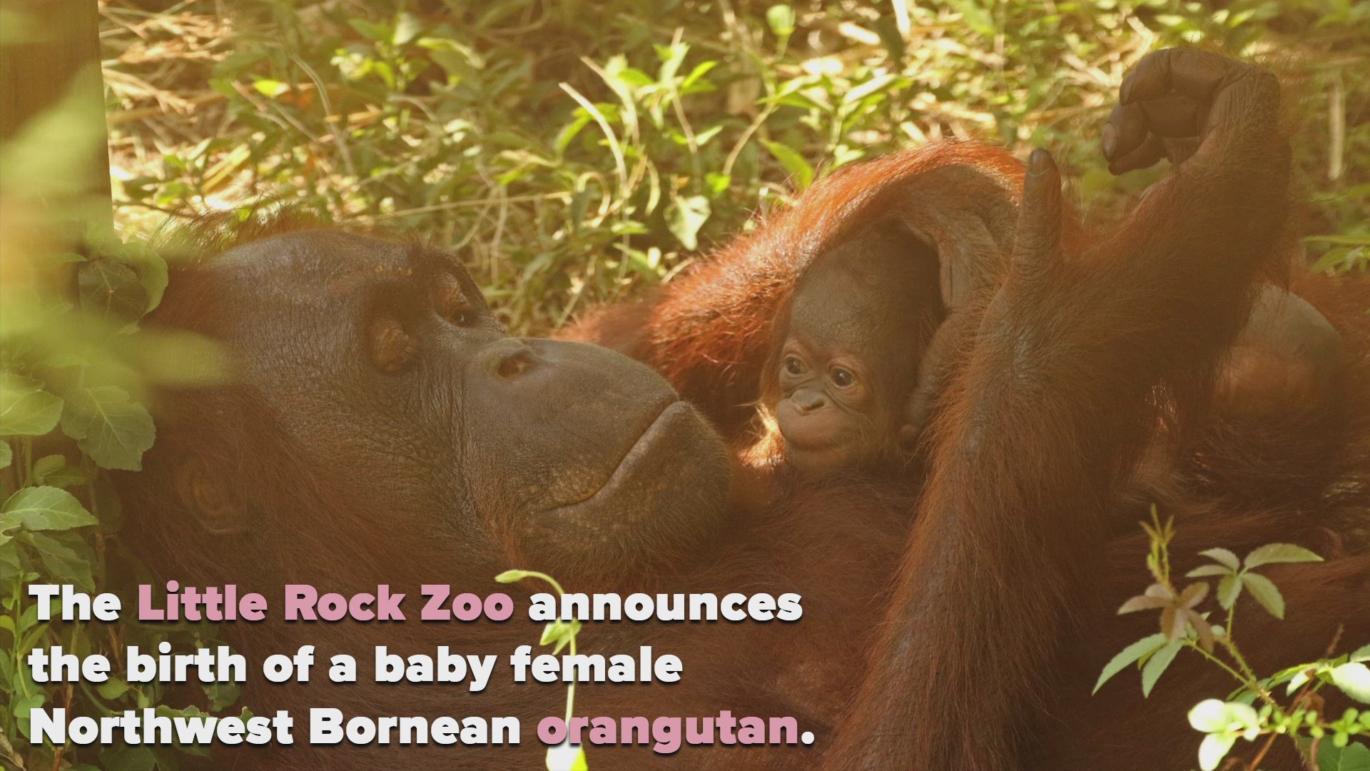 You can see the newborn orangutan at the great ape habitat with her mother, Berani.
